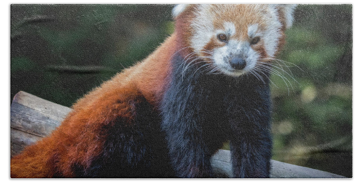 Red Panda Hand Towel featuring the photograph Red Panda by Mitch Shindelbower