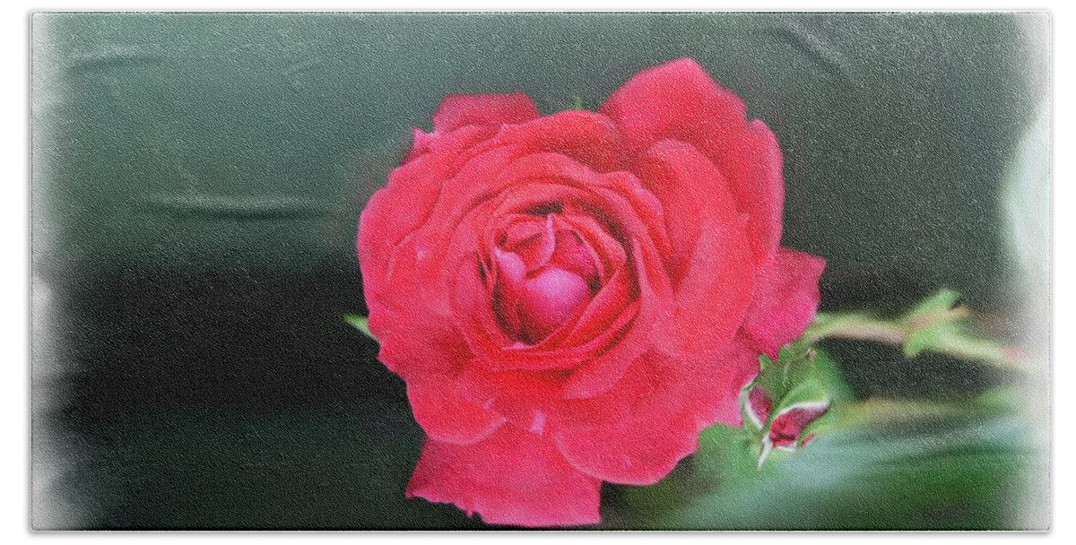Red Rose Bath Towel featuring the photograph Red-red rose. by Elena Perelman