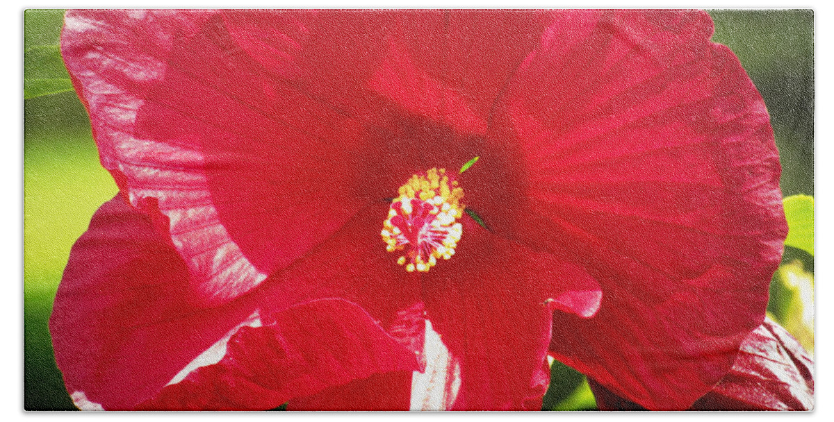 Flower Bath Towel featuring the photograph Red by Robert Knight
