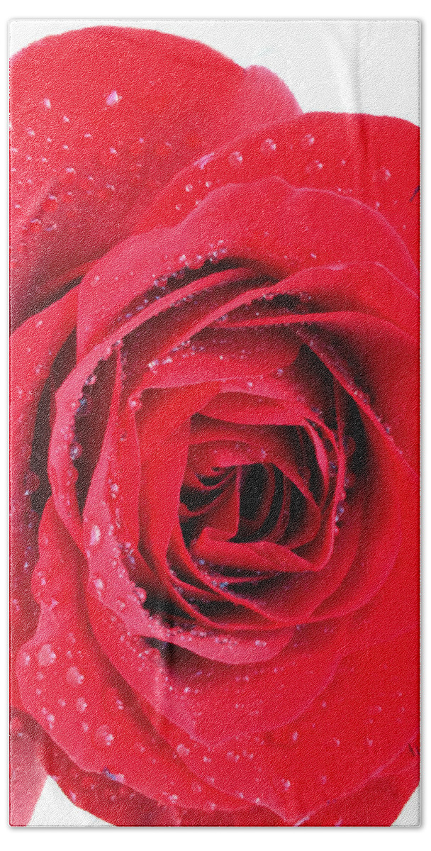 Red Rose Bath Towel featuring the photograph Red Rose by Kathy M Krause