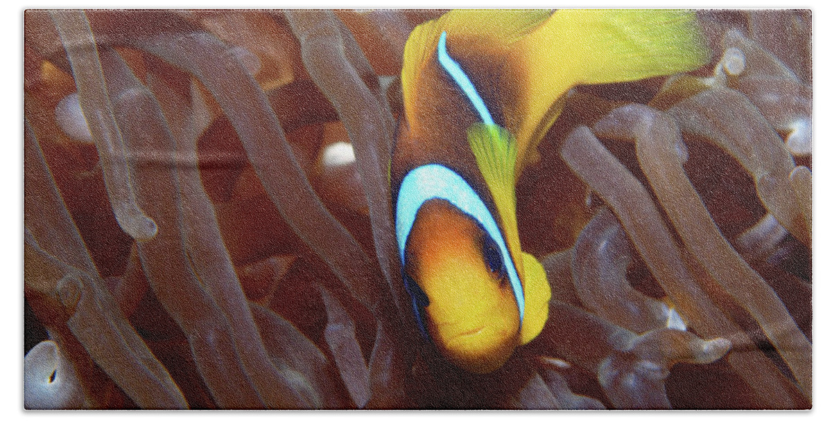 Red Sea Clownfish Bath Towel featuring the photograph Red Sea Clownfish, Eilat, Israel 2 by Pauline Walsh Jacobson