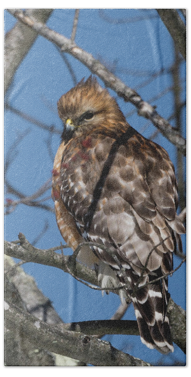 Red Shouldered Hawk Hand Towel featuring the photograph Red Shouldered Hawk 2017 by Bill Wakeley