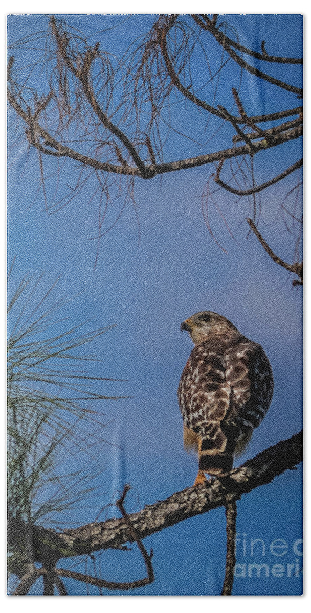 Wildlife Bath Towel featuring the photograph Red-shouldered hawk by Claudia M Photography
