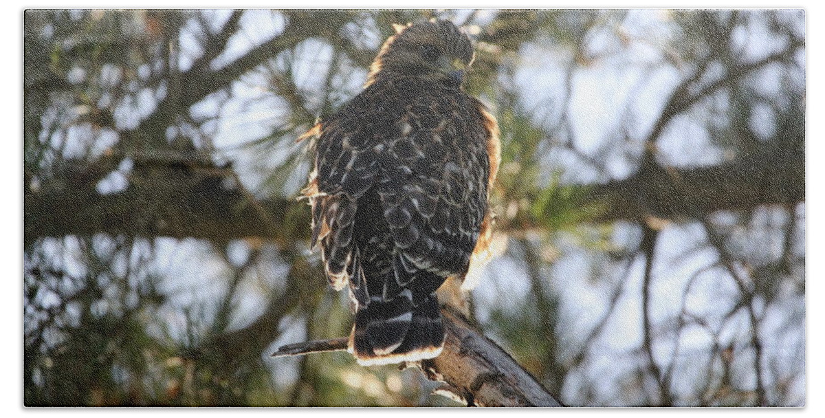 Hawk Bath Towel featuring the photograph Red Shouldered Hawk Fledgling by Liz Vernand