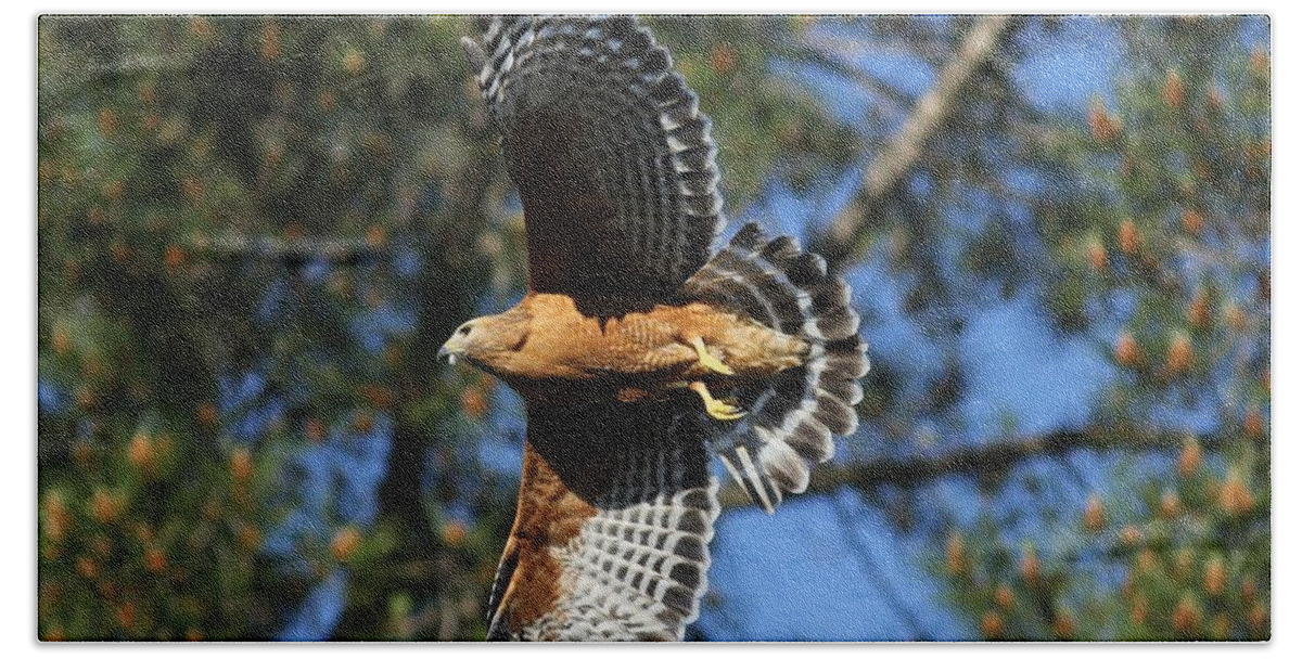 Hawk Hand Towel featuring the photograph Red Shouldered Hawk by Liz Vernand