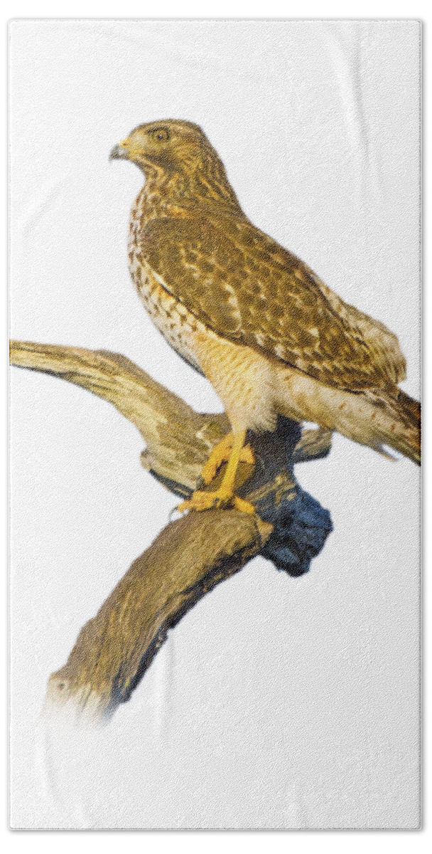 Hawk Bath Towel featuring the photograph Red Shouldered Hawk Perch by Mark Andrew Thomas