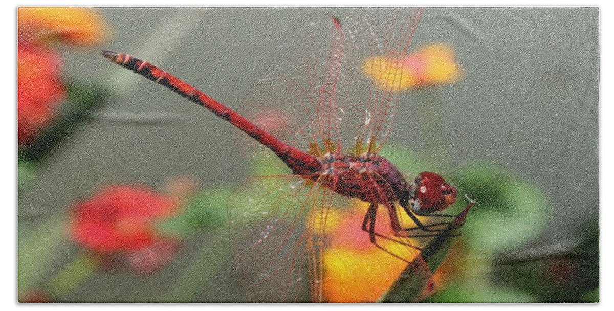Red Bath Towel featuring the photograph Red Skimmer or Firecracker Dragonfly With Lantana Background by Taiche Acrylic Art