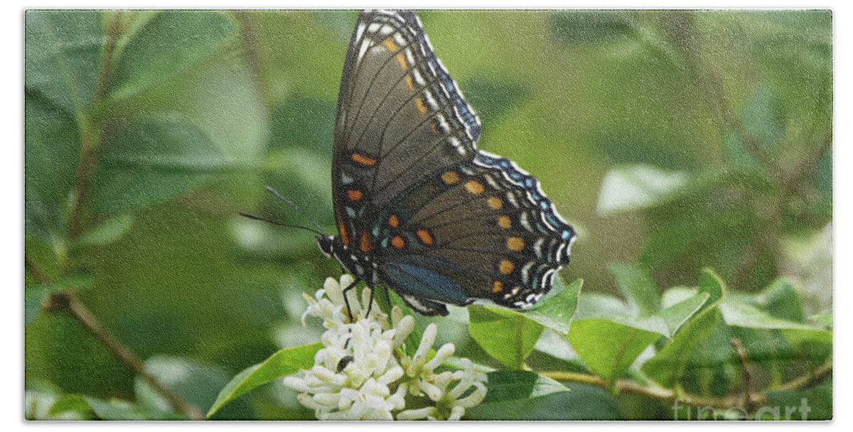 Red-spotted Purple Butterfly Hand Towel featuring the photograph Red-spotted Purple Butterfly on Privet Flowers 2 by Robert E Alter Reflections of Infinity