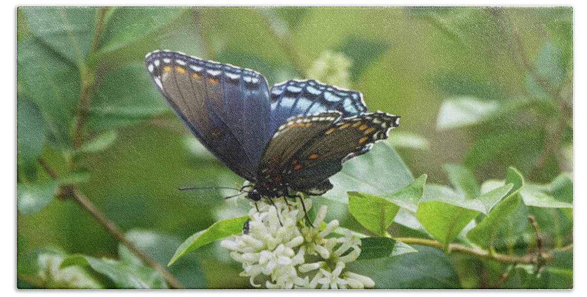Red-spotted Purple Butterfly Hand Towel featuring the photograph Red-spotted Purple Butterfly on Privet Flowers by Robert E Alter Reflections of Infinity
