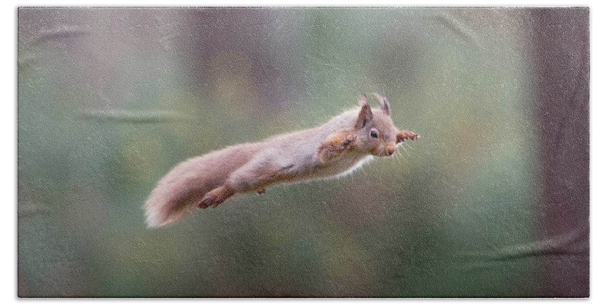 Red Bath Towel featuring the photograph Red Squirrel Leaping by Pete Walkden