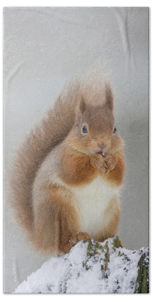 Red Hand Towel featuring the photograph Red Squirrel Nibbling A Hazelnut In The Snow by Pete Walkden