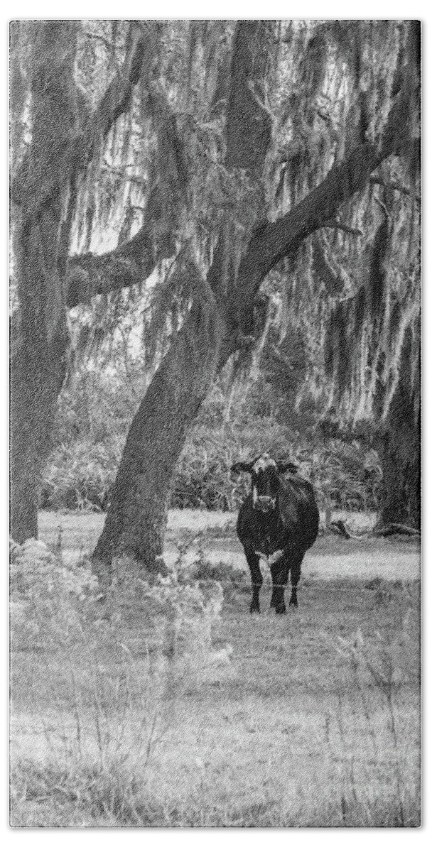 Spanish Moss Bath Towel featuring the photograph Red-Tagged Cow, Black and White by Liesl Walsh