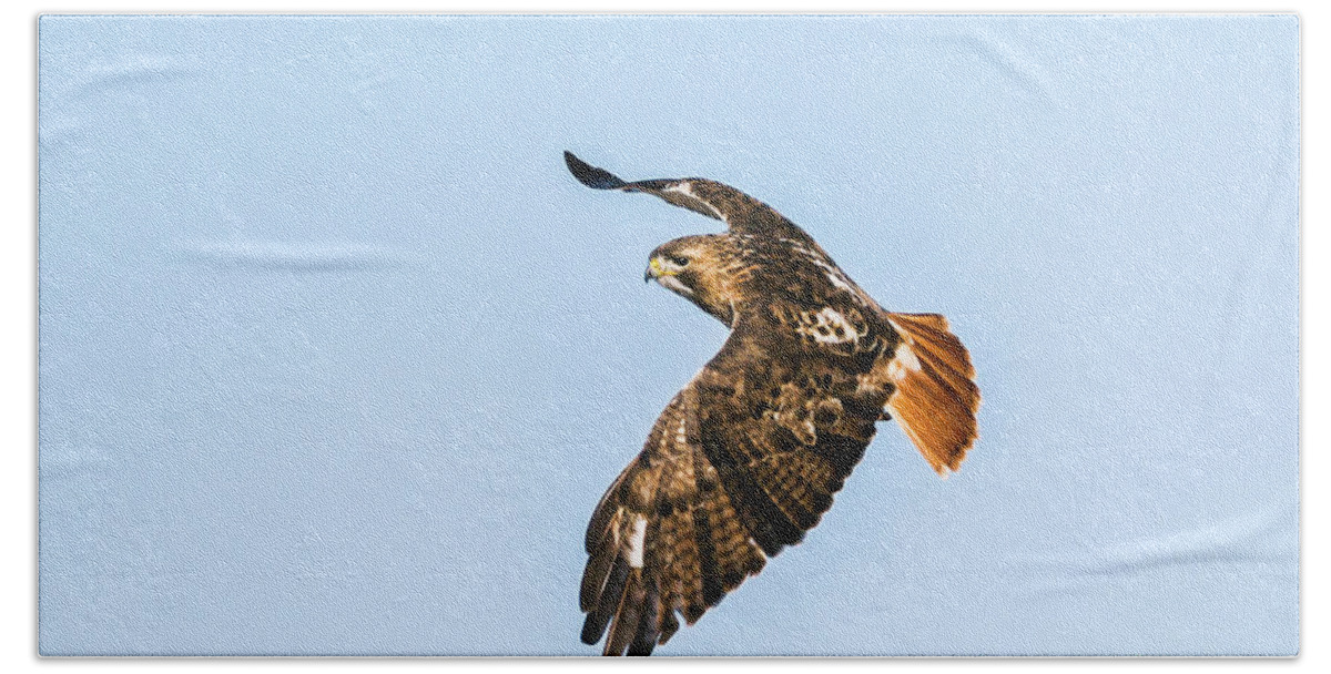 Red-tailed Hawk Hand Towel featuring the photograph Red-tail Hawk In Flight by Ed Peterson