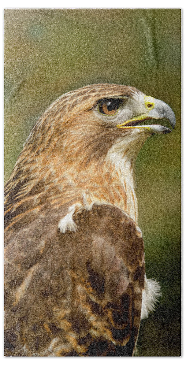 Animal Bath Towel featuring the photograph Red-Tailed Hawk Close-up by Ann Bridges