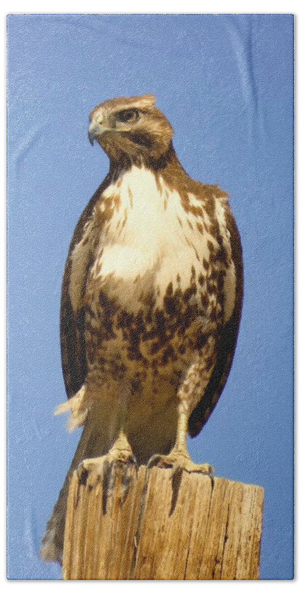  Arizona Bath Towel featuring the photograph Red-Tailed Hawk on Post by Judy Kennedy