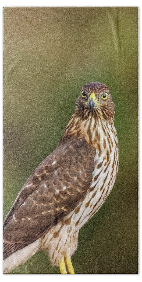 Amelia Island Hand Towel featuring the photograph Red-Tailed Hawk by Peter Lakomy