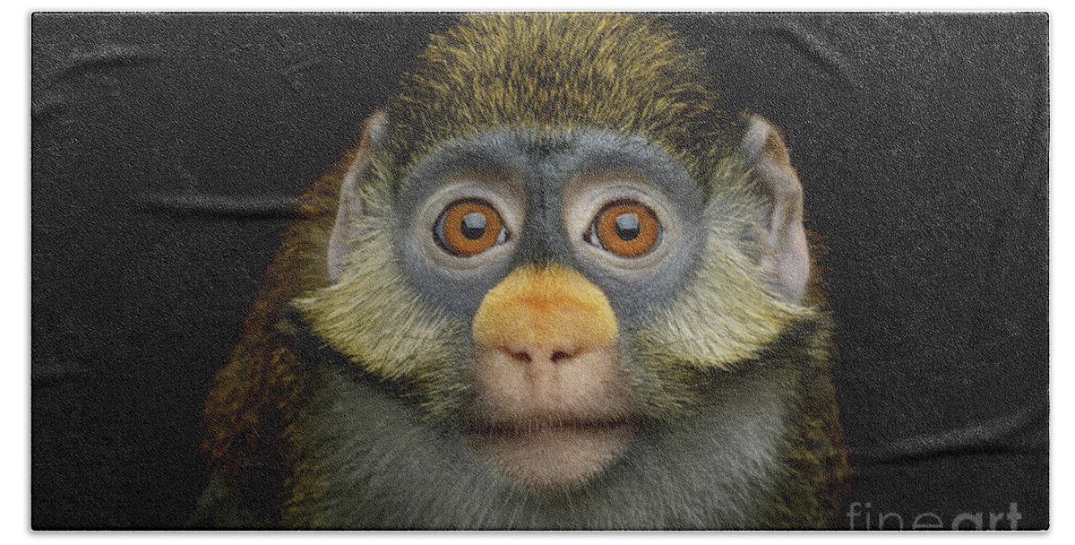 Red-tailed Hand Towel featuring the photograph Red-tailed monkey by Sergey Taran