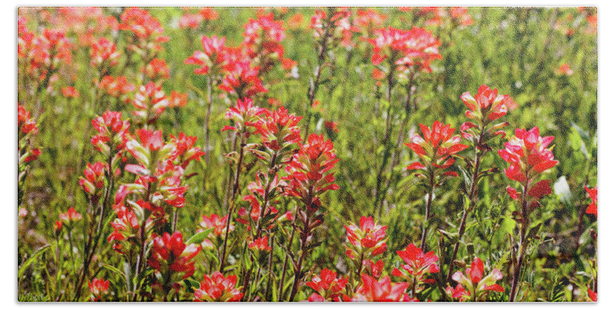 Austin Bath Towel featuring the photograph Red Texas Wildflowers by Raul Rodriguez