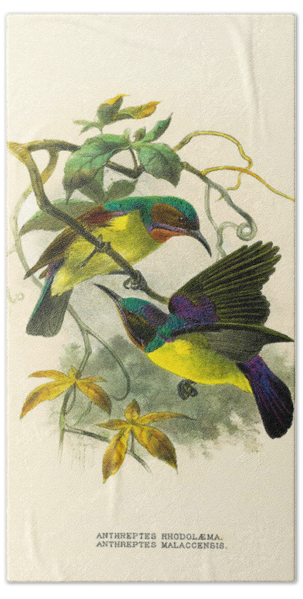 John Gerrard Keulemans Bath Towel featuring the drawing Red-throated and Brown-throated sunbird. Anthreptes rhodolaemus and Anthreptes malacensis by John Gerrard Keulemans