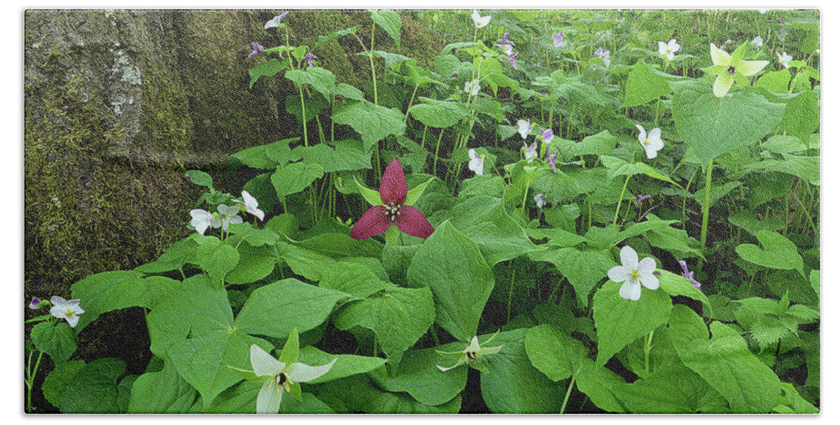 Plant Bath Towel featuring the photograph Red Trillium at Center by Alan Lenk
