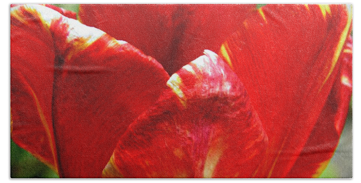 Tulip Hand Towel featuring the photograph Red Tulip by Sarah Loft