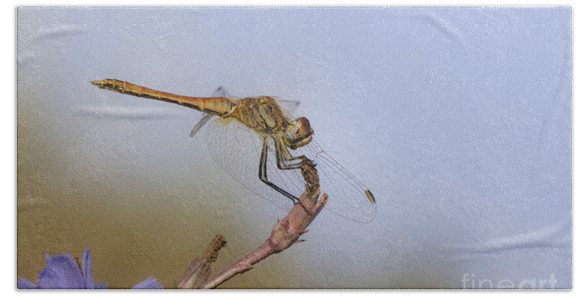 Animal Bath Towel featuring the photograph Red veined Darter Dragonfly by Jivko Nakev