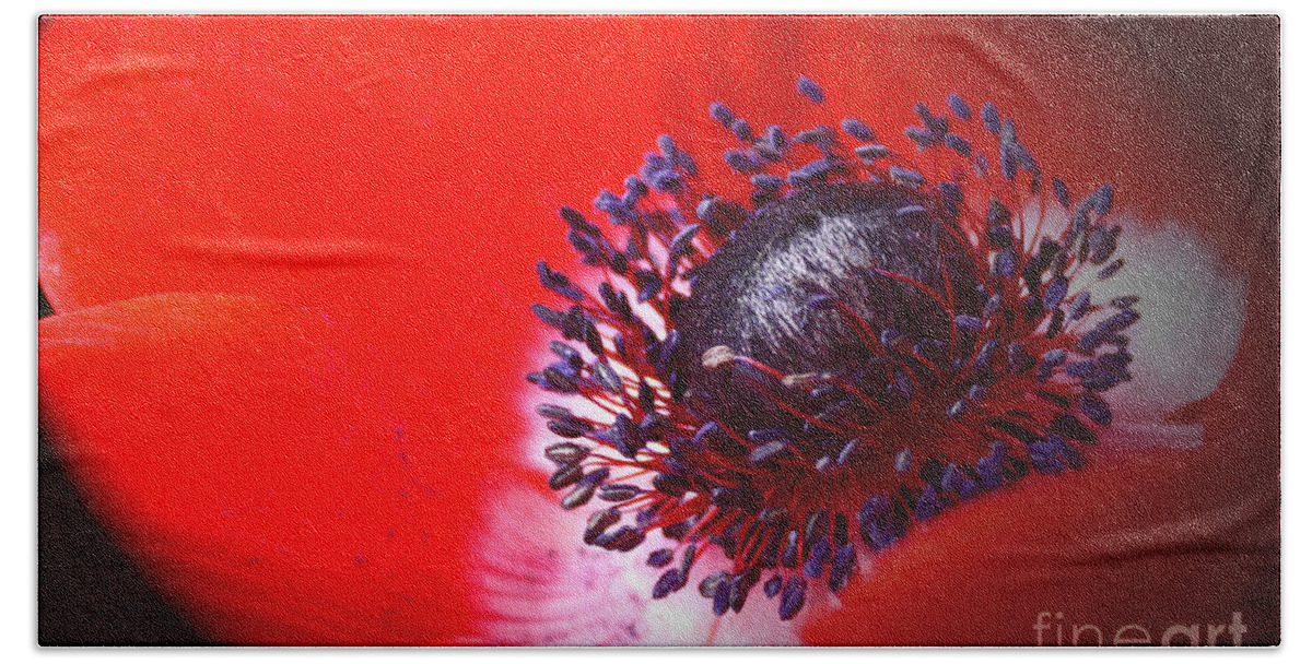 Wall Art Bath Towel featuring the photograph Red Windflower by Kelly Holm