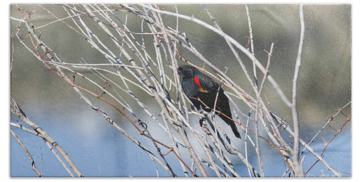 Redwing Blackbird Bath Towel featuring the photograph Red Winged Black Bird at Chatfield by Steven Krull