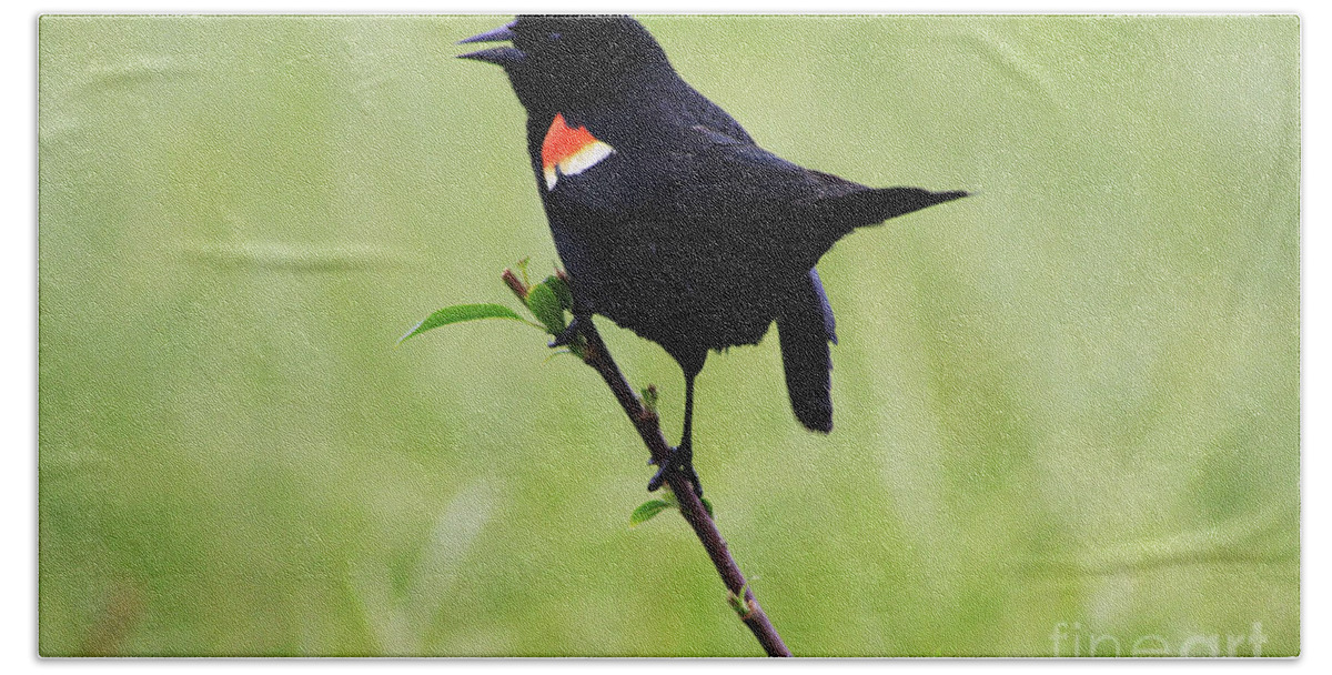 Bird Hand Towel featuring the photograph Red Winged Blackbird by Alyce Taylor