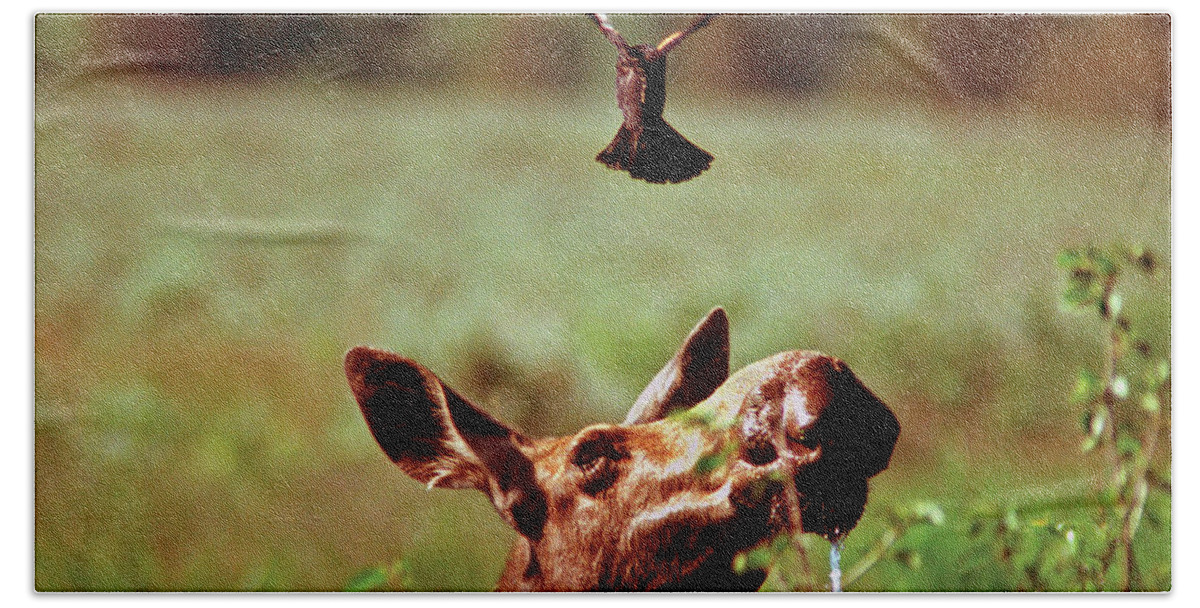 Moose Bath Towel featuring the photograph Red-Winged Blackbird Attacking Moose by Ted Keller