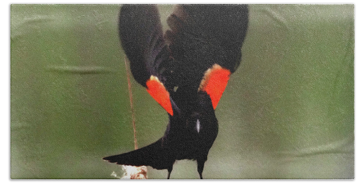 Bird Bath Towel featuring the photograph Red-Winged Blackbird III by C H Apperson