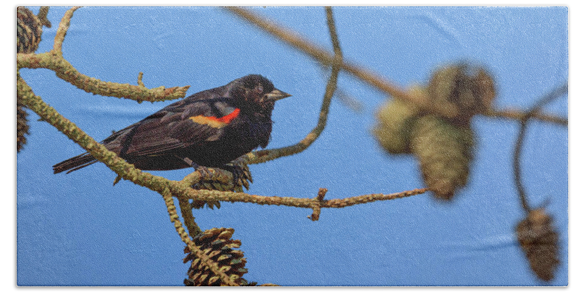 Red-winged Blackbird Hand Towel featuring the photograph Red-Winged Blackbird by Rick Berk