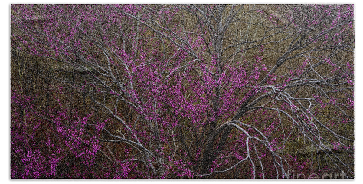 Spring Bath Towel featuring the photograph Redbud in the Spring Woods by Thomas R Fletcher
