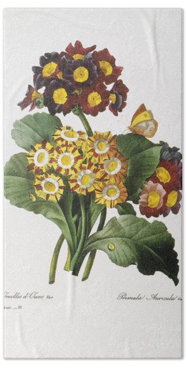 1833 Bath Towel featuring the photograph Redoute: Auricula, 1833 by Granger