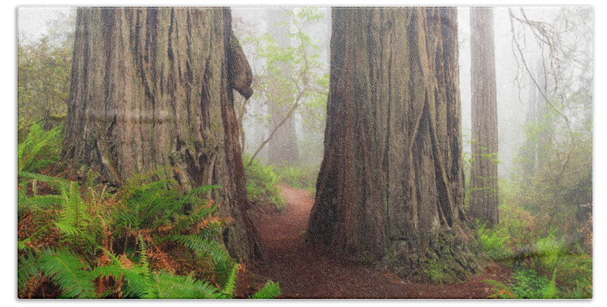 Redwood Hand Towel featuring the photograph Redwood Trail by Anthony Michael Bonafede