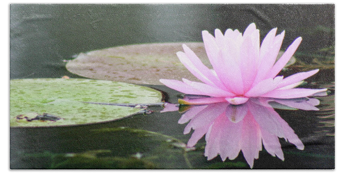 Water Lily Hand Towel featuring the photograph Reflected Water Lily by Mary Anne Delgado