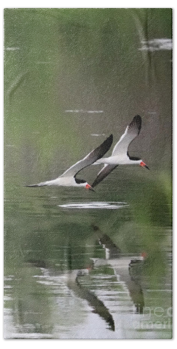 Bird Bath Towel featuring the photograph Reflection of Skimmers over the Pond by Carol Groenen