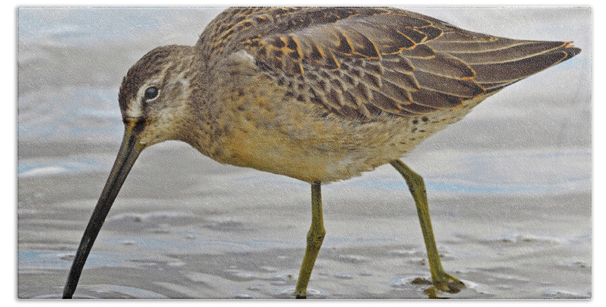 Long-billed Dowitcher Bath Towel featuring the photograph Refueling by Tony Beck