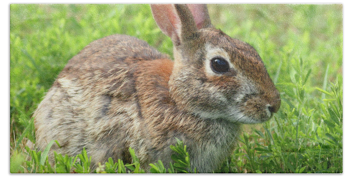 Rabbit Hand Towel featuring the photograph Refuge Rabbit by Art Cole