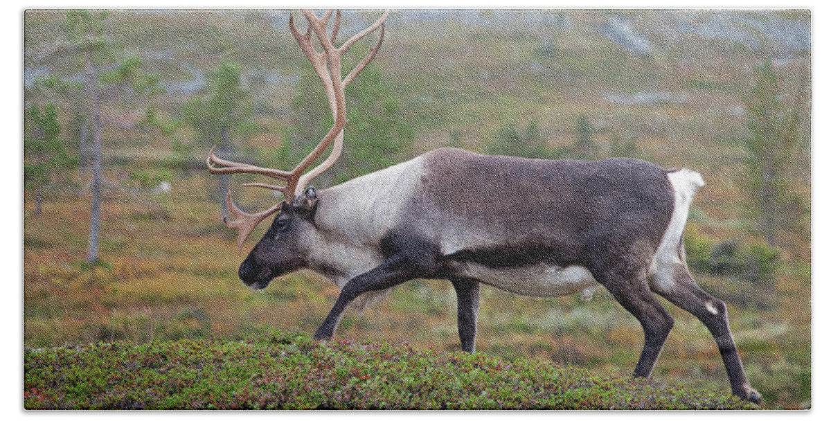 Reindeer Hand Towel featuring the photograph Reindeer by Aivar Mikko