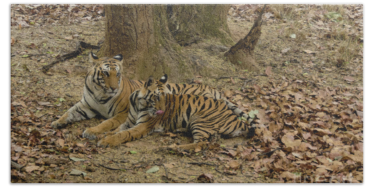 Tiger Hand Towel featuring the photograph Relaxing by Pravine Chester