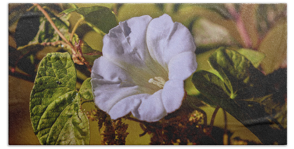 Bindweed Bath Towel featuring the photograph Remember #f5 by Leif Sohlman