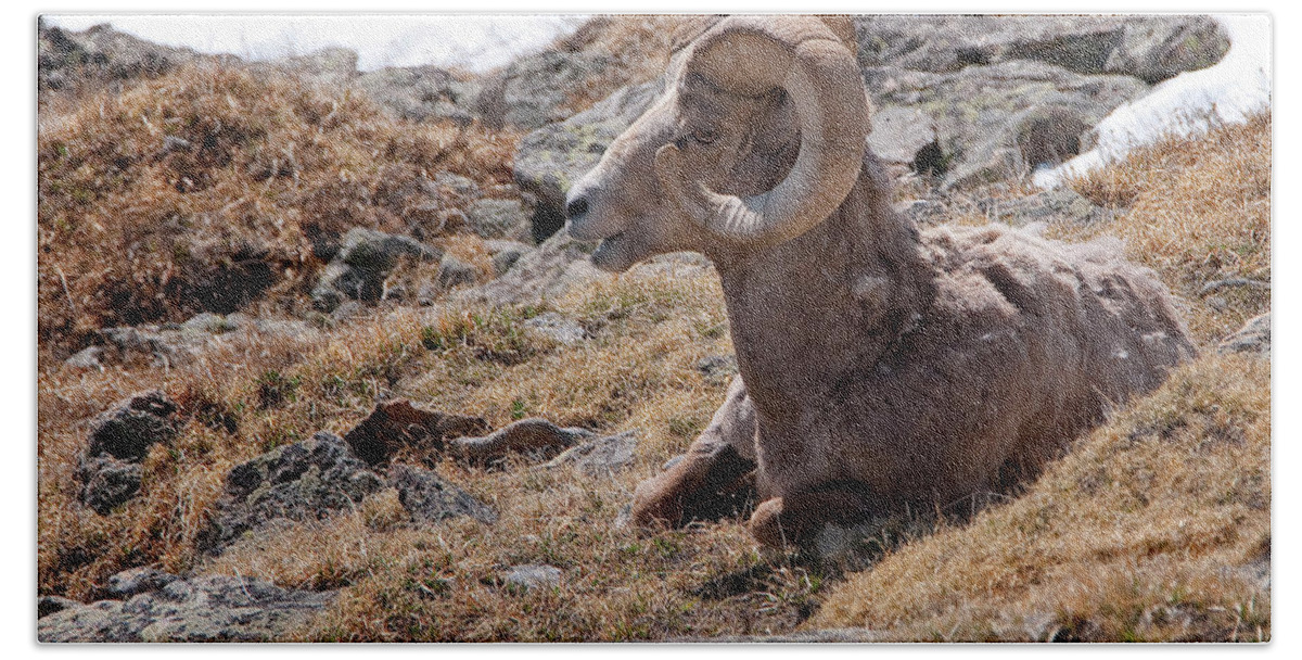 Rocky Mountain Big Horn Sheep Hand Towel featuring the photograph Reprise by Bon and Jim Fillpot