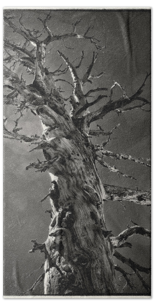 Tree Bath Towel featuring the photograph Resilience in the Sierras by Lawrence Knutsson