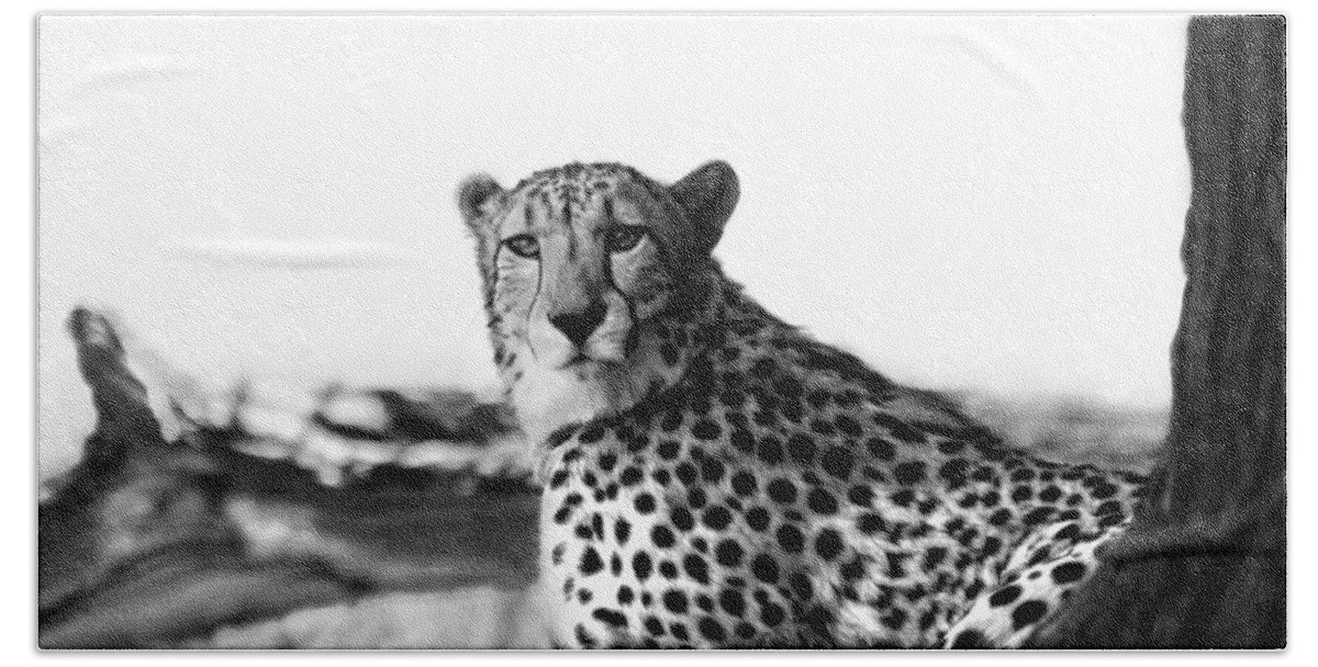 Cheetah Bath Towel featuring the photograph Resting Cheetah B and W by Steve Karol