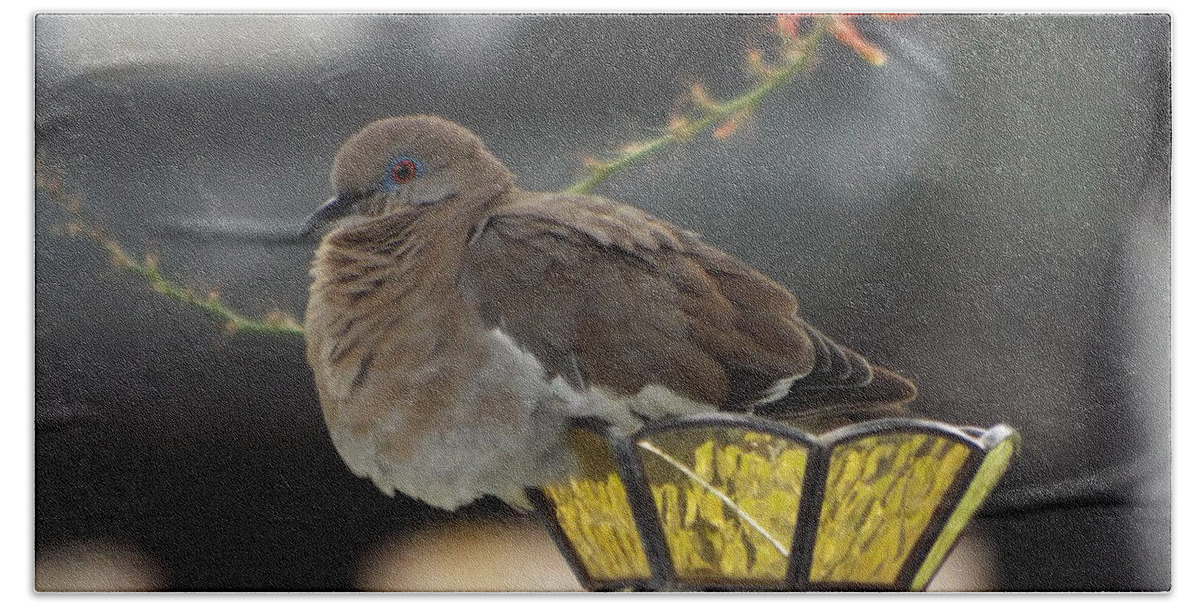 Dove Hand Towel featuring the photograph Resting Dove b by Michael Dillon