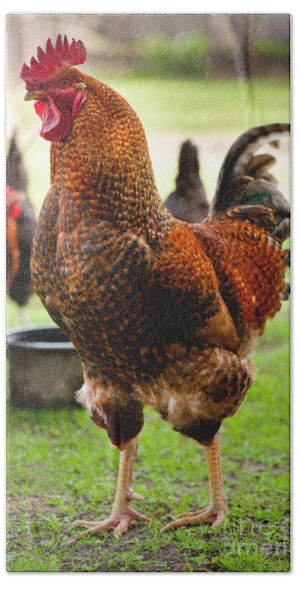 Alive Hand Towel featuring the photograph Rhode Island Red cock chicken posing portrait by Arletta Cwalina