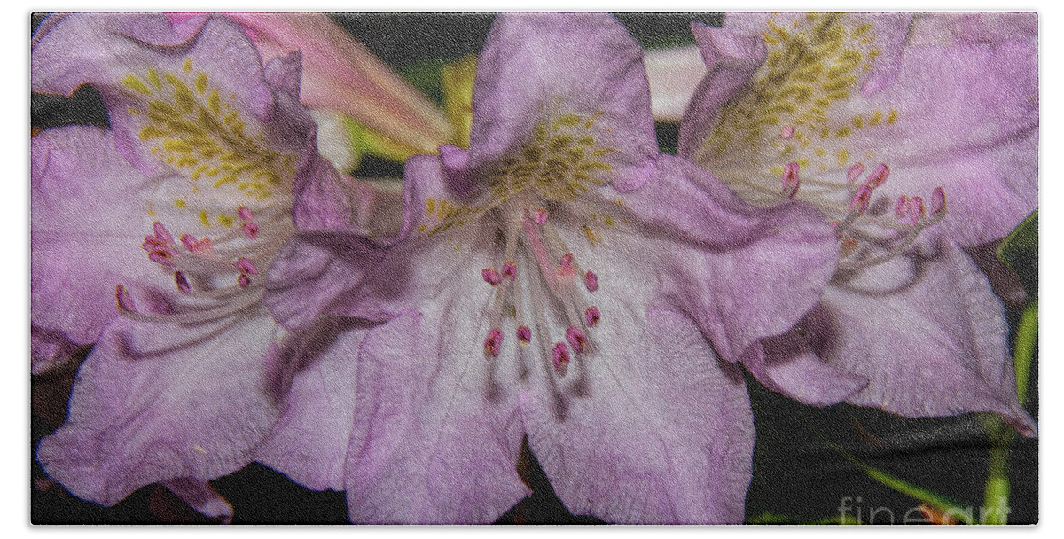 Rhododendron Bath Towel featuring the photograph Rhododendron Bliss by Barbara Bowen