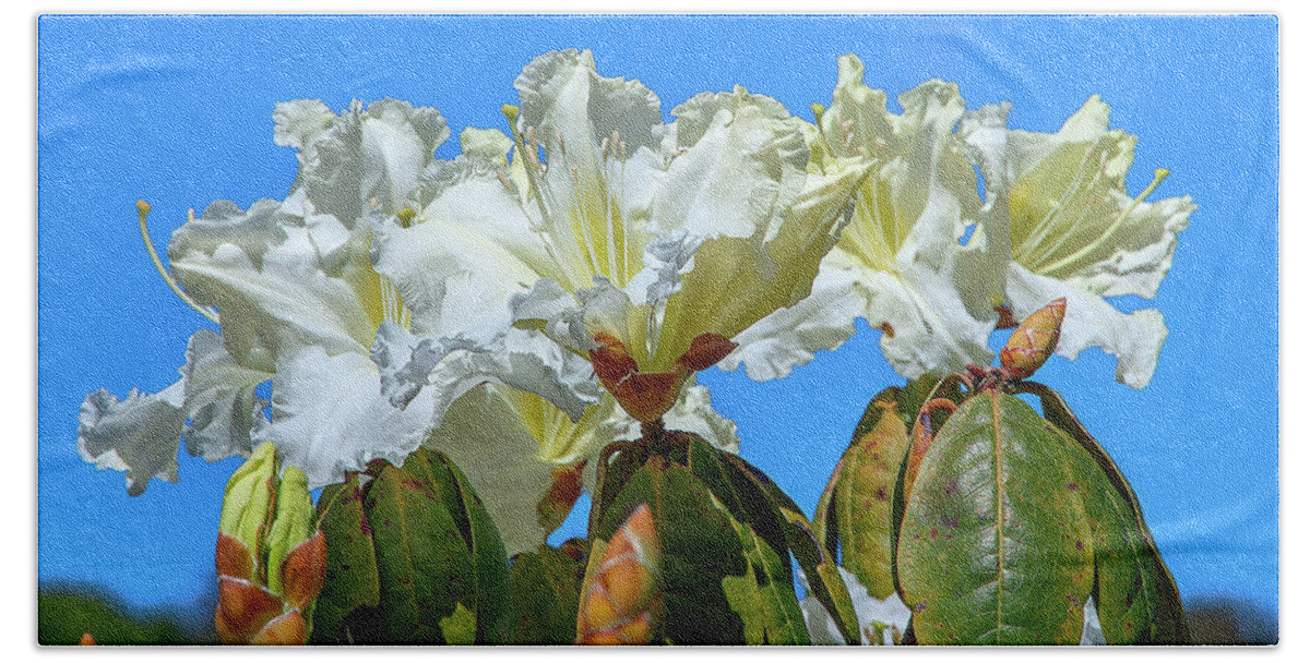 Nature Bath Towel featuring the photograph Rhododendron ciliicalyx DTHN0213 by Gerry Gantt