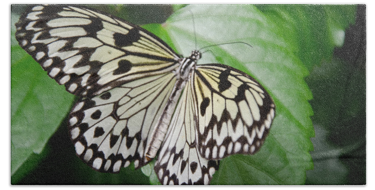 Butterfly Bath Towel featuring the photograph Rice Paper Butterfly by Kristin Hatt